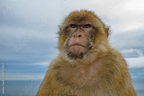 Barbary Ape face close up study