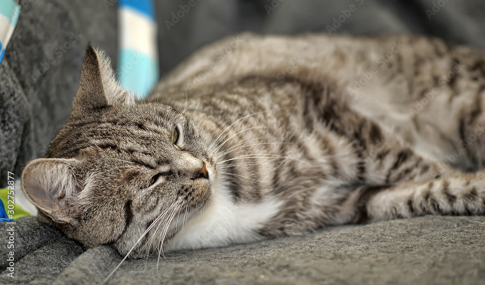 tabby cat lies on a gray background