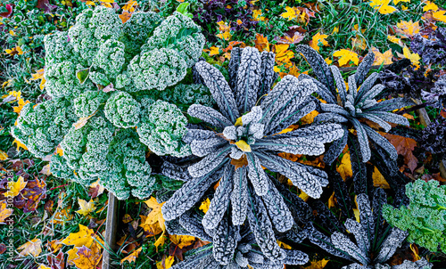 Palm or dinosaur, bumpy leaf cabbage or kale, Nero di Toscana (Brassica oleracea) top view. It´s cold-resistant variety of vegetable garden in autumn after freezing photo