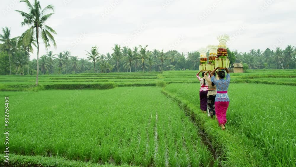 Indonesian women carrying fruit Hindu rice field offering Indonesian women carrying fruit Hindu rice field offering