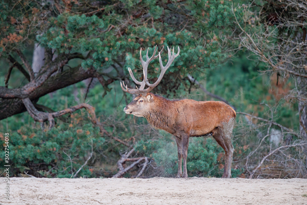 Obraz Red deer stag in rutting season in the forest of National Park Hoge Veluwe in the Netherlands