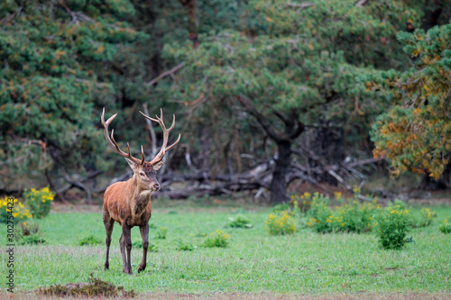 Red deer stag in rutting season in the forest of National Park Hoge Veluwe in the Netherlands