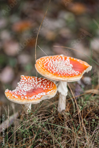 Two beautiful red fly agaric in the forest. Couple of orange spotted toadstools close up. Belarus, Minsk. photo