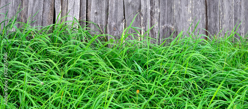 Green grass and old wooden fence.