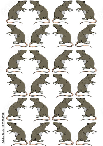 Rats   background