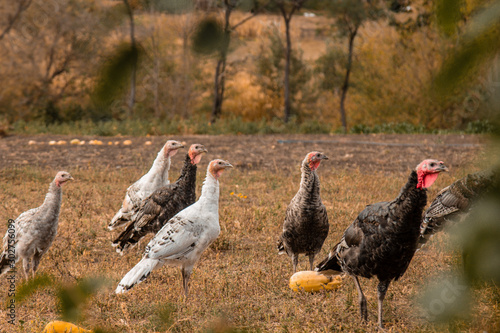 Large group of healthy turkeys in a farm for housework concept. Poultry farming. photo