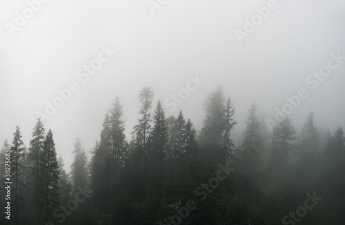 Silhouettes of pine trees in the fog. Panoramic view of pine forest located in area near Dachstein Mountains  Upper Austria  Austria.