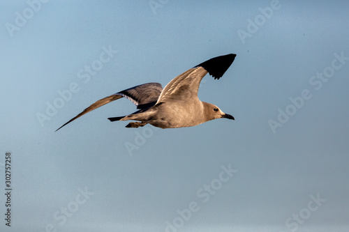 Seagull Garuma (Gaviota Garuma) Latin Name: Leucophaeus modestus. Tongoy Chile