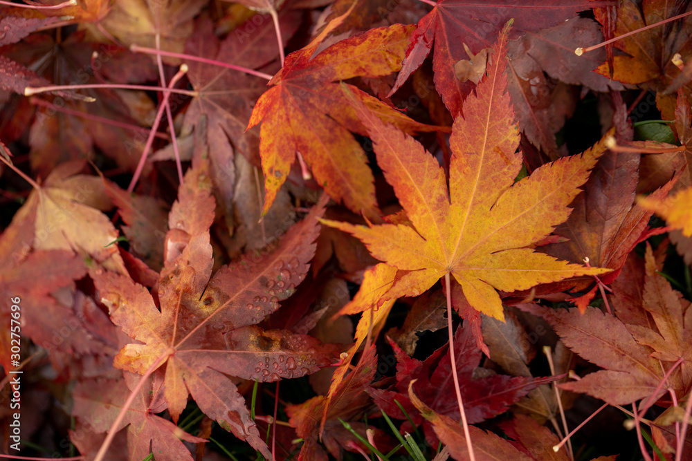 Japanese maple autumn leaves on ground Japanese maple autumn leaves on ground