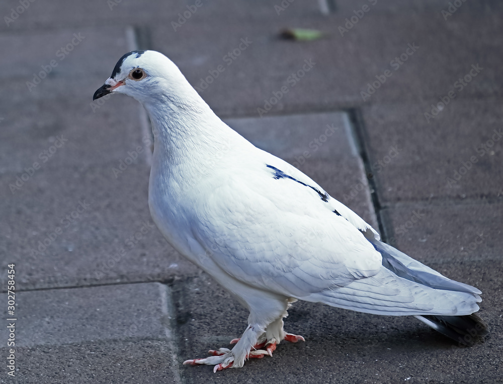 A white feral pigeon (Columba livia domestica) walking on the pavement A white feral pigeon (Columba livia domestica) walking on the pavement