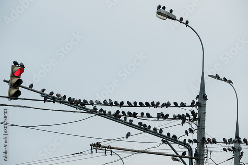 Pigeons on the traffic lights in Moscow