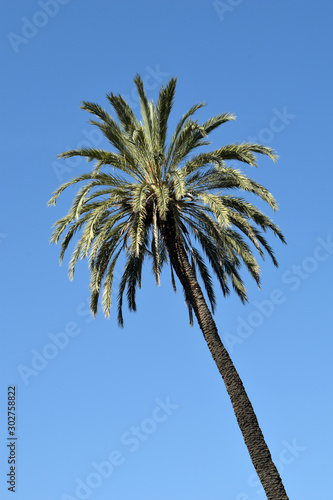Single Tall Palm Tree Against Blue Sky 3399-039