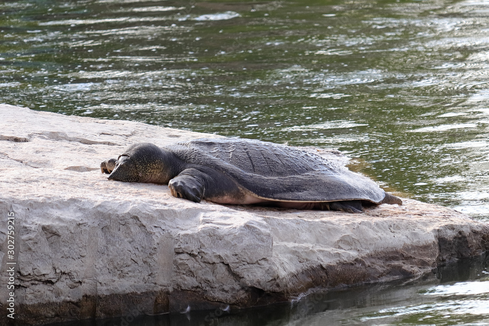 An African softshell turtle, aka Nile softshell turtle (Trionyx triunguis)  basking in Nahal Alexander Stock Photo | Adobe Stock