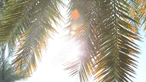 Date palm tree with sun shining through branches
