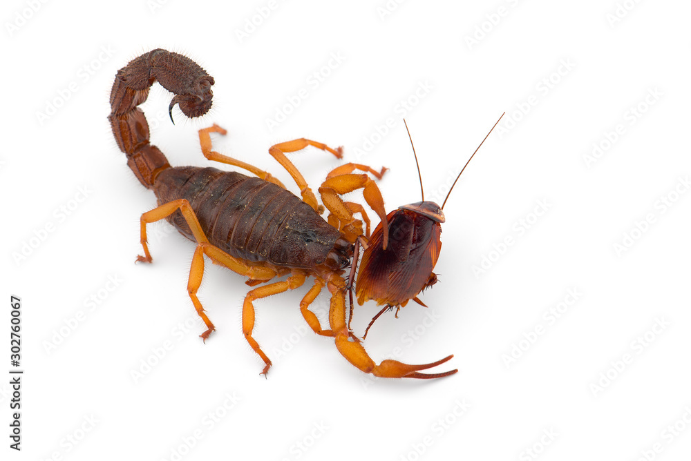 African venom Scorpion isolated on white background African venom Scorpion isolated on white background