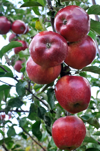  close-up of red organic apples on apple tree branch, vertical composition