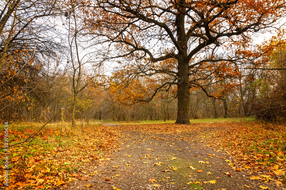 Fototapeta premium Huge oak tree in an old autumn park.