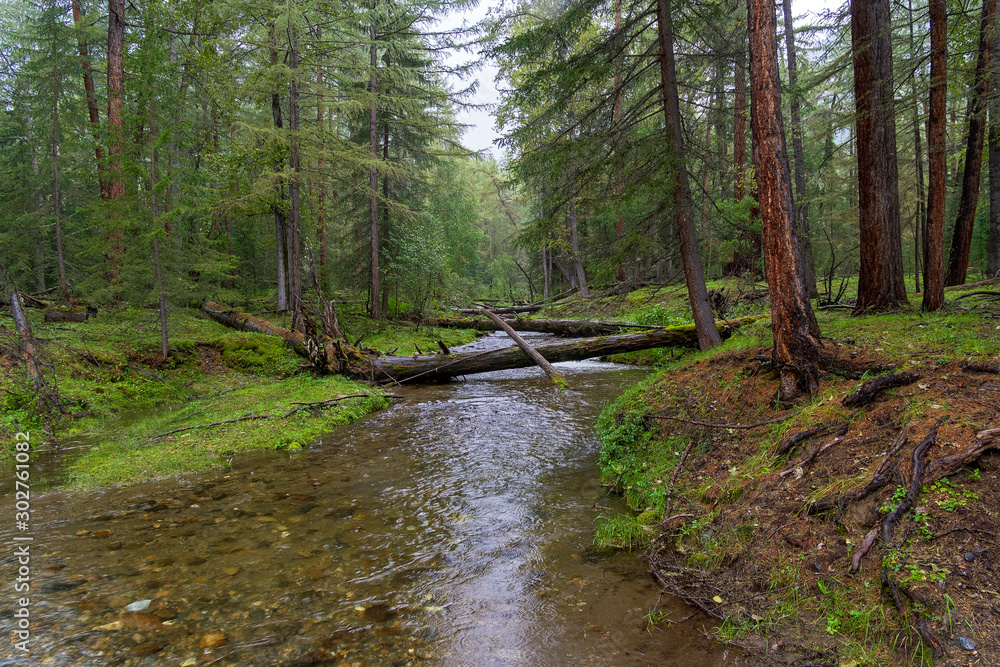Obraz premium Beautiful creek in the Siberian taiga.