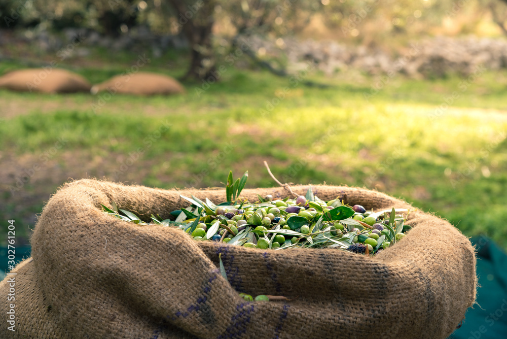 Fototapeta Harvested fresh olives in sacks in a field in Crete, Greece for olive oil production, using green nets.
