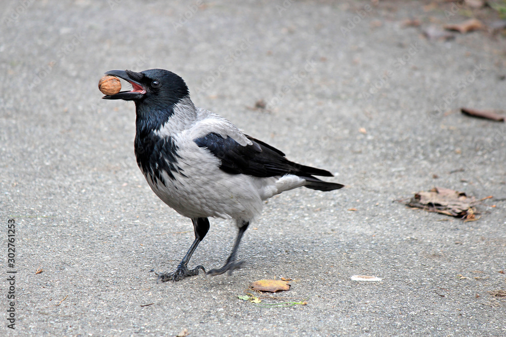 Crow tries to break nut about hard asphalt Crow tries to break nut about hard asphalt
