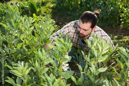 Man gathering runner beans