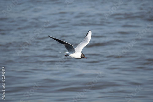 black headed Gull in flight above water