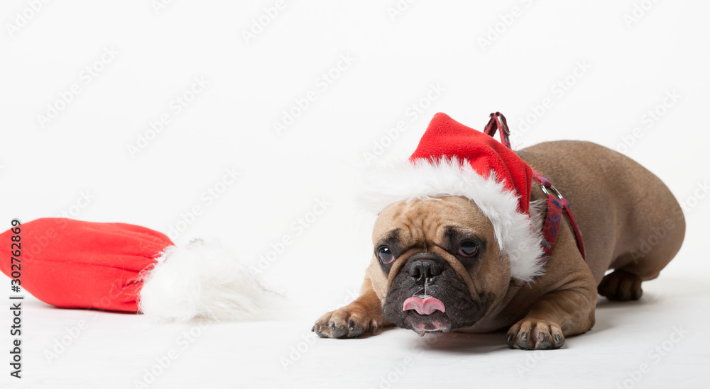 Animals. One beige french bulldog white isolated, Christmas hat