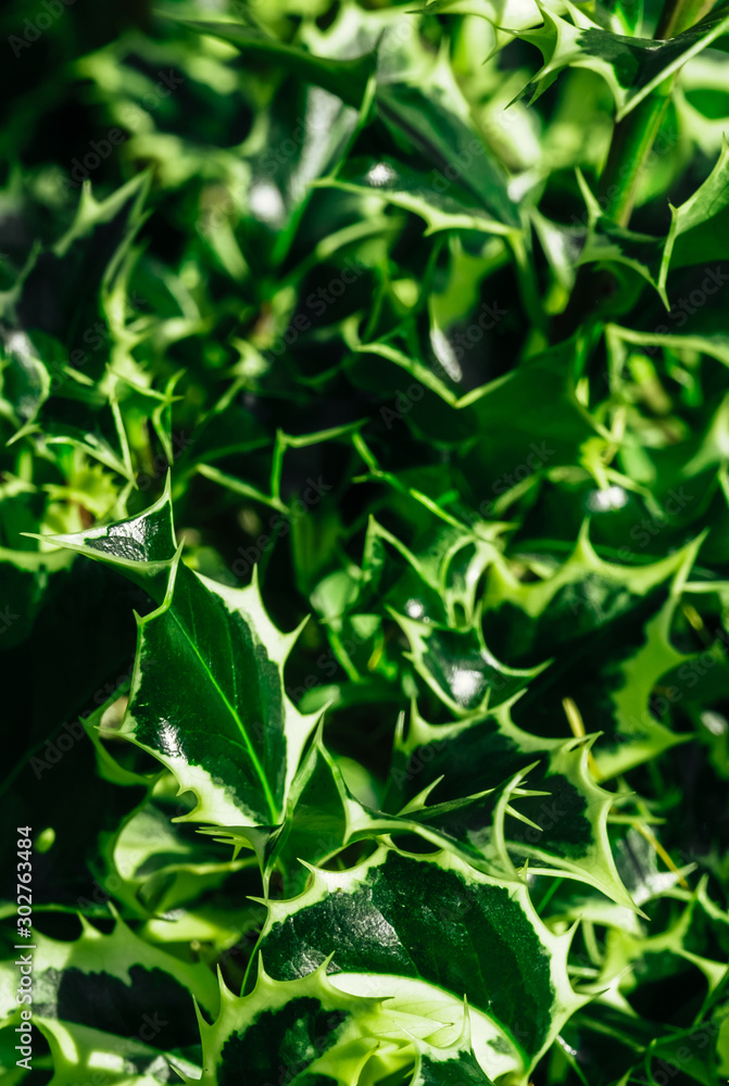 Obraz premium Background Christmas tree branches green yellow plant ilex opaca holly leaves ufo