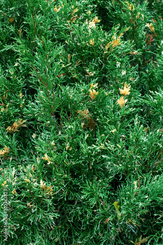 Background juniper tree branches green yellow plant needles evergreen shrub ufo