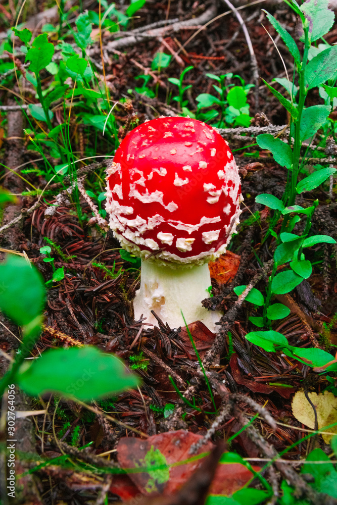Amanita Red Fly Agaric mushroom forest green grass one autumn Amanita Red Fly Agaric mushroom forest green grass one autumn