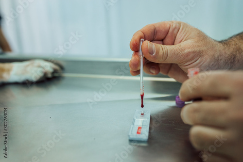 Veterinarian doing a blood test.