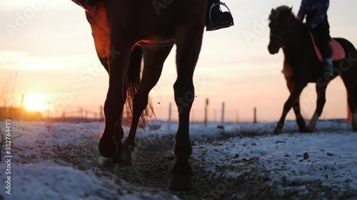 Horses With Riders Ride in the Aviary, Winter on The Street Against the Beautiful Sunset, Close-up. Beautiful Horse With Rider in Winter, Slow Movement. Shot on Steadicam. photo