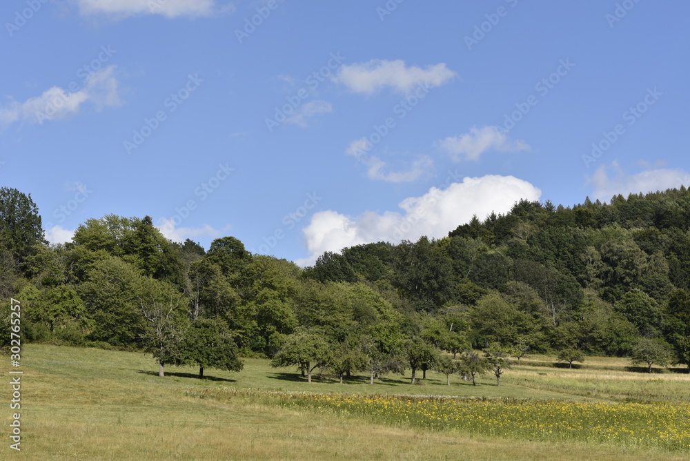 wiese und wald, odenwald