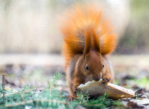 squirrel eating nut © Oto