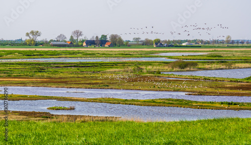 Foto Schakerloopolder in tholen with many birds and rural buildings, countryside of Z