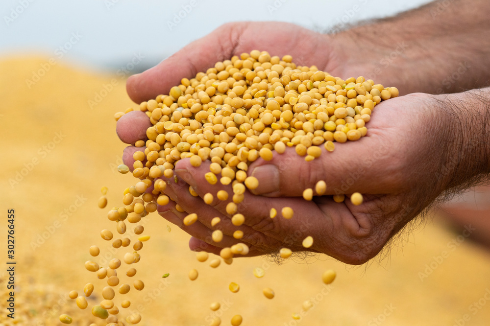Soybeans in close-up Soybeans in close-up