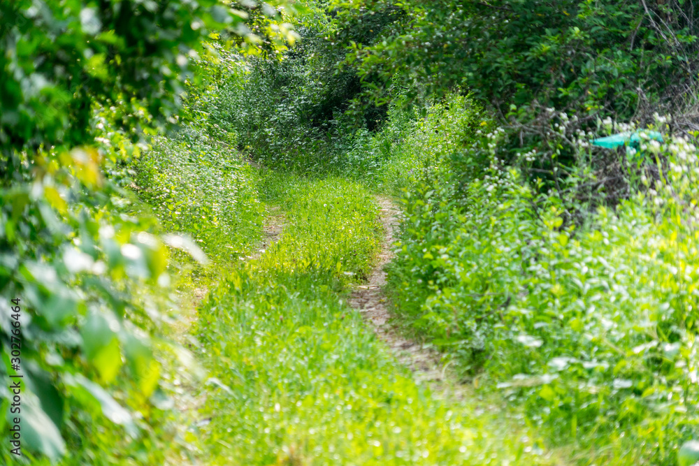 Obraz premium Old overgrown road in the woods. An abandoned road.
