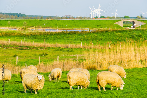 grazing sheep in pasture of schakerloopolder in Tholen city, countryside landscape in Zeeland, The netherlands photo