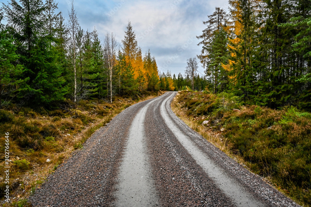 gravel road through a forest in fall
