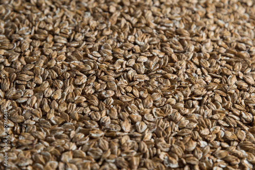 Chit barley flackes malt background. Сereals for the production of alcoholic beverages and animal feed. Flat lay Chit barley flackes malt background. Сereals for the production of alcoholic beverages and animal feed. Flat lay