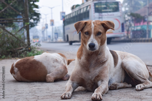 Street dog in India