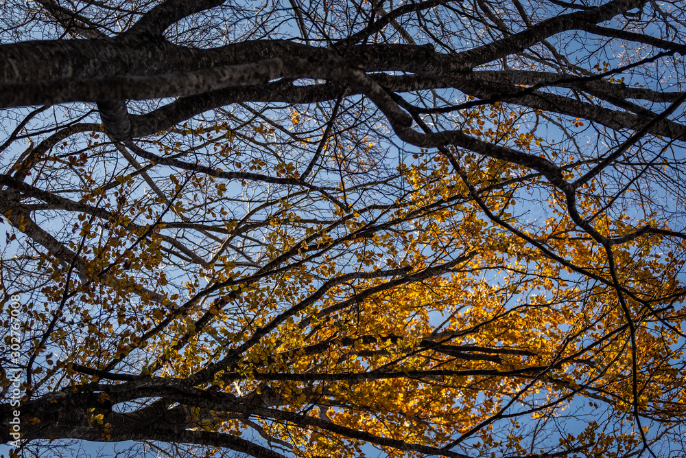 Chiome degli alberi in Autunno visti dal basso Chiome degli alberi in Autunno visti dal basso