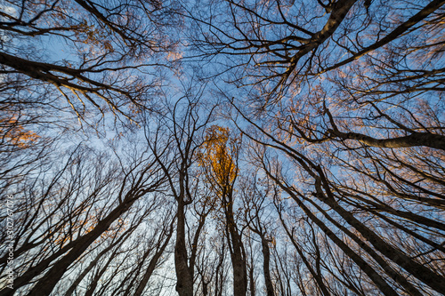 Chiome degli alberi in Autunno visti dal basso