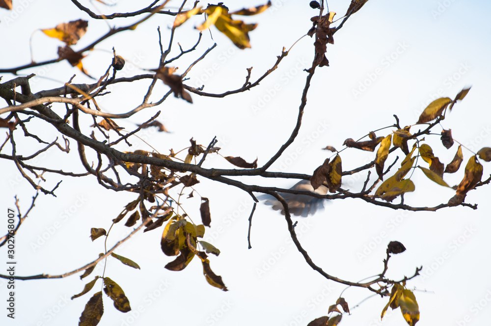 A pigeon caught on the move landing on a tree. A pigeon caught on the move landing on a tree.
