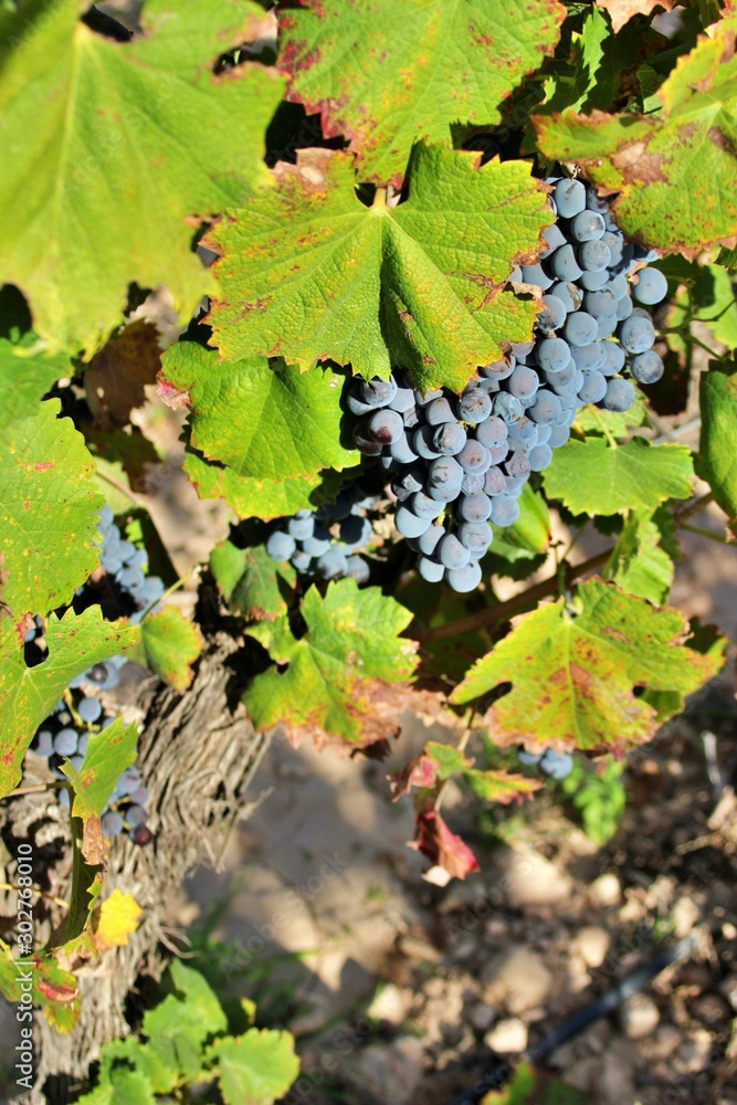 Grape cluster of the monastrell variety. Red wine production Grape cluster of the monastrell variety. Red wine production