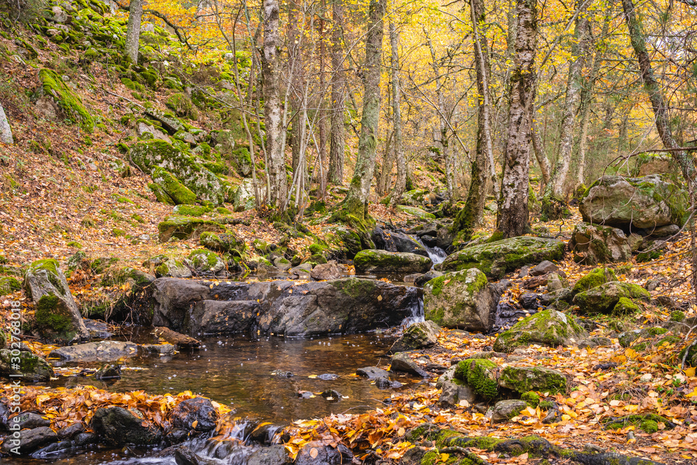 Creek crossing a birch grove