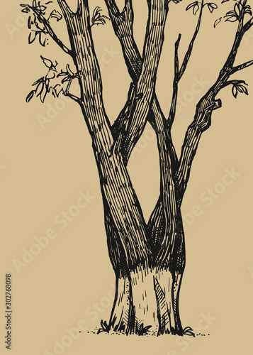 Hand drawn tree. Graphic nature illustration. Beautiful trunk of tree.