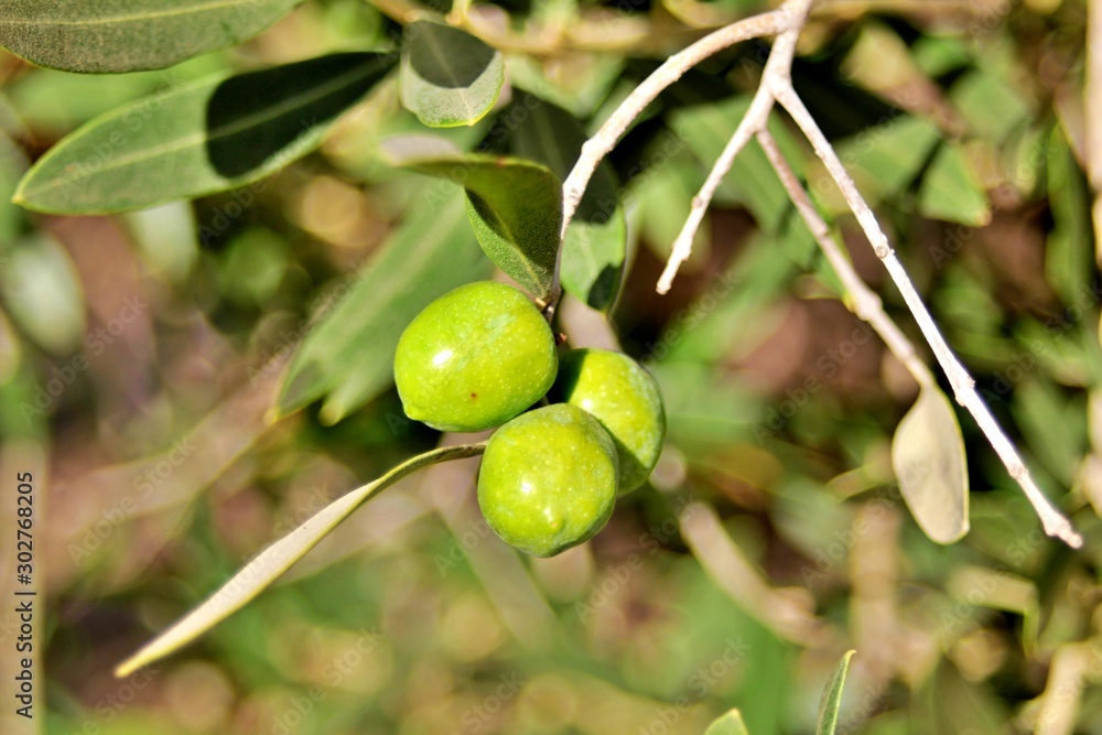 Olive close-up of the Arbequina variety ready for harvest Olive close-up of the Arbequina variety ready for harvest