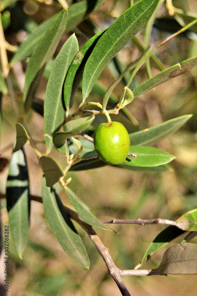 Olive close-up of the Arbequina variety ready for harvest