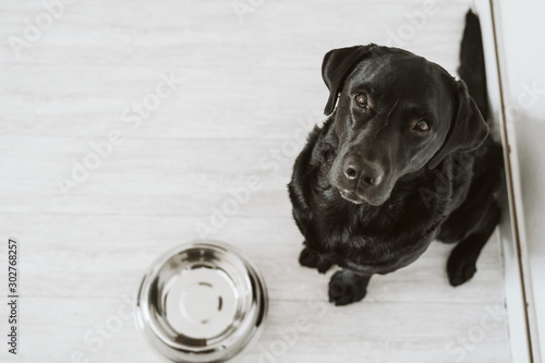 Photography Beautiful black labrador waiting to eat his meal. Home, indoor